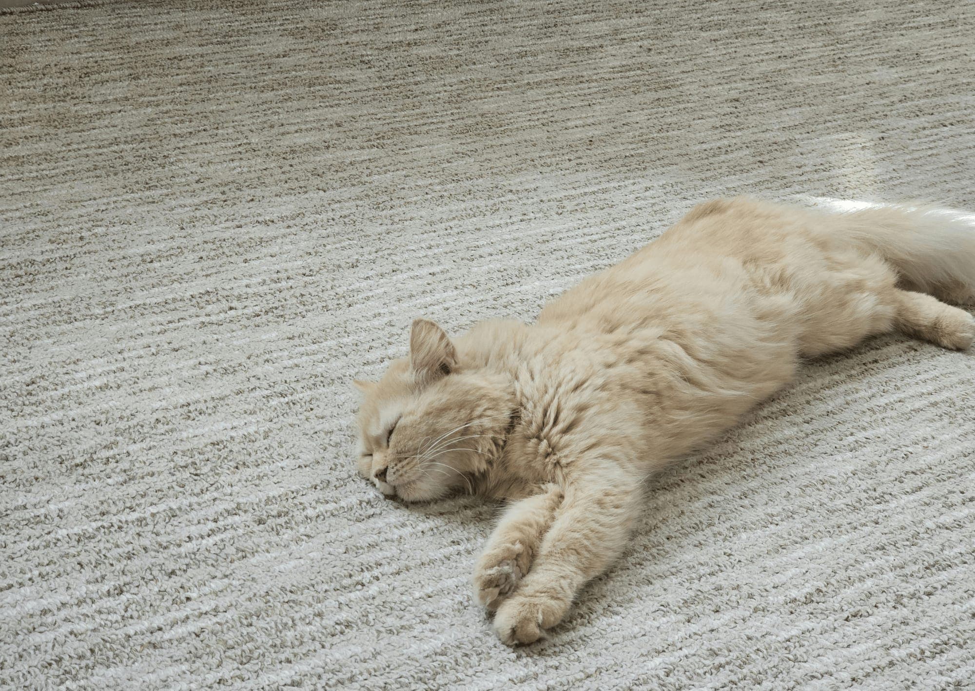 Family pet on freshly cleaned carpet in a Fourways home