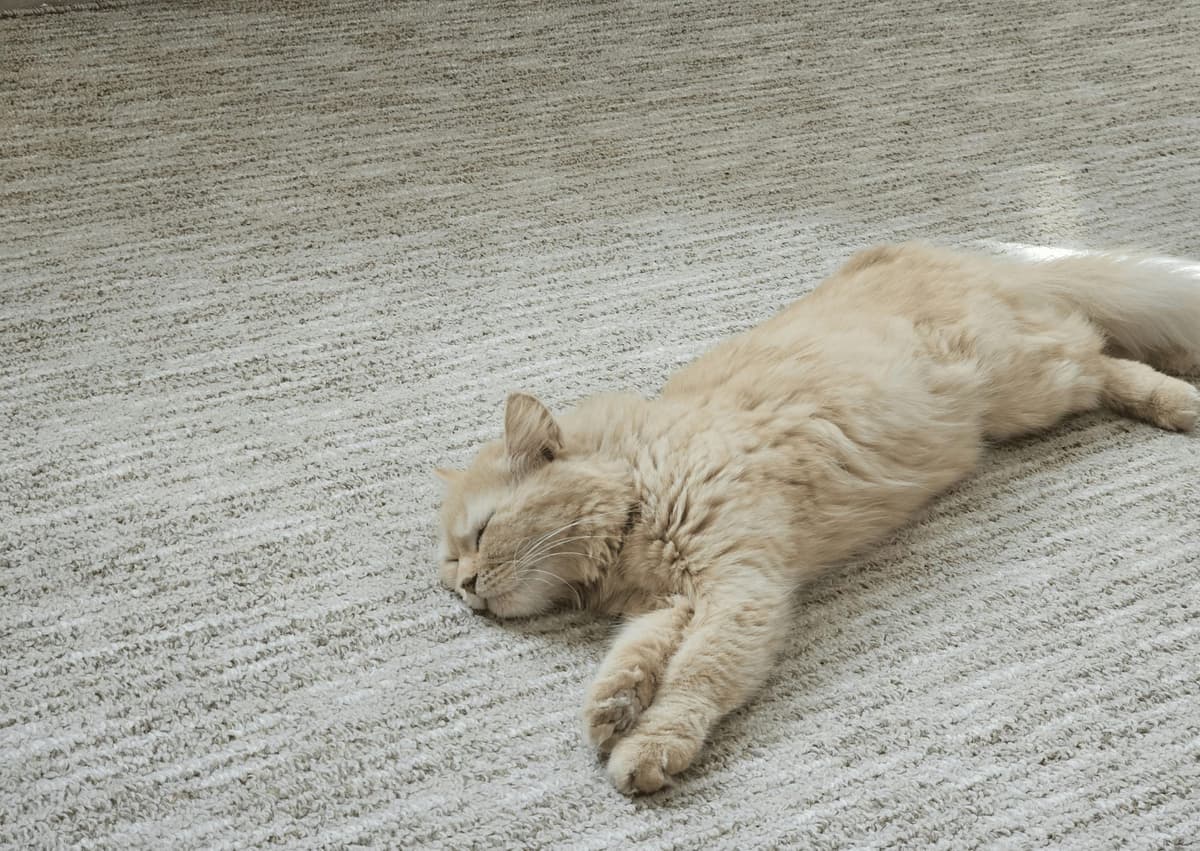 Cat on freshly cleaned carpet , The Carpet Guys use 100% pet-safe cleaning solutions