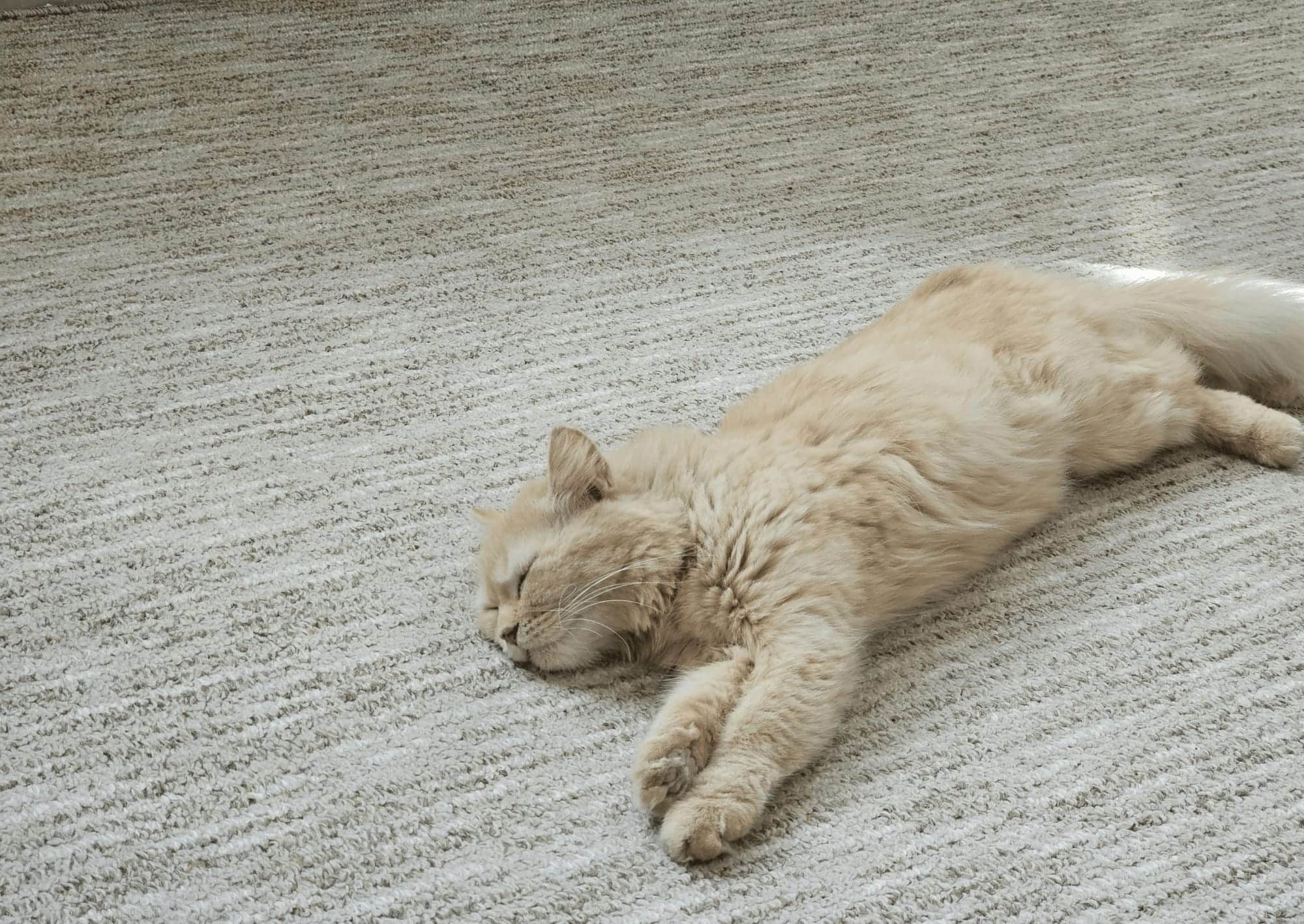 Family pet on freshly cleaned carpet in a Fourways home